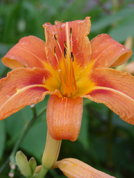 Daylily