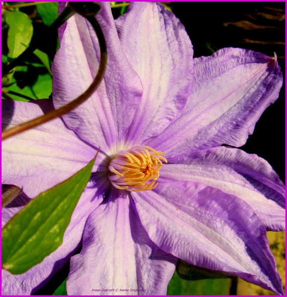 Clematis Hagley Hybrid