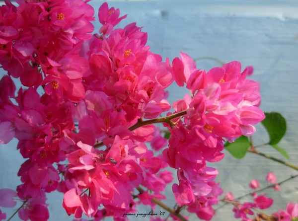 The Spring Of My Heart