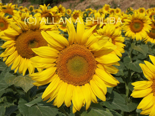 sunflowers