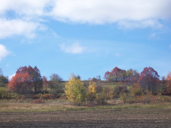 Fall Color