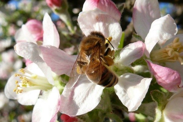 Springtime B
