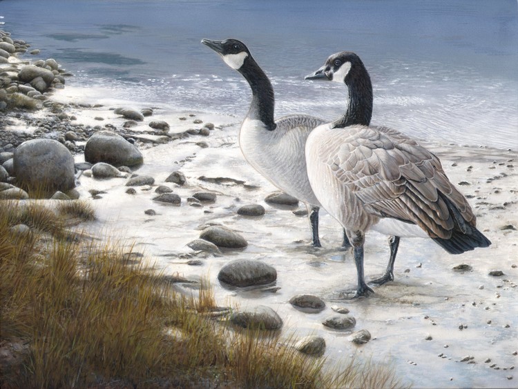 Edgewater Geese