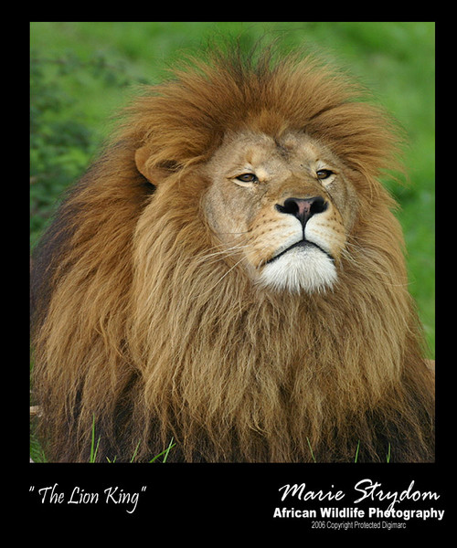 The Lion King
