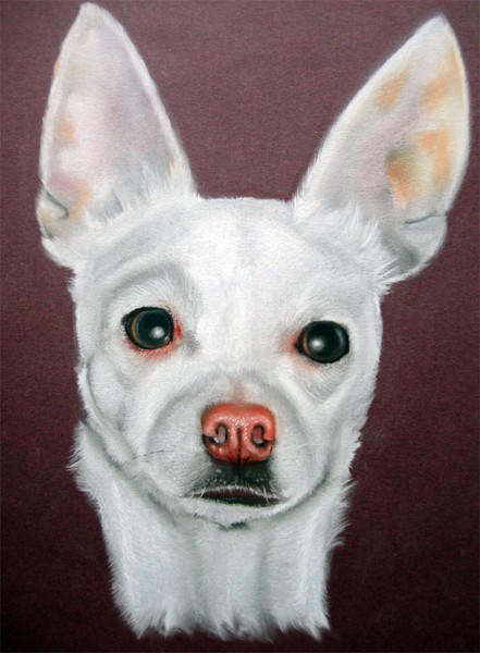 Marbles the Amazing Chihuahua