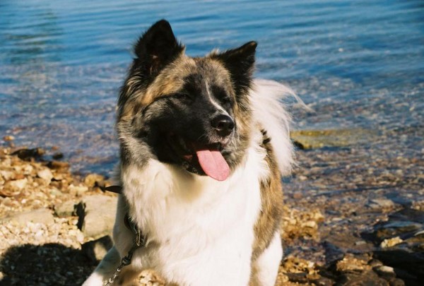 Silk the Akita