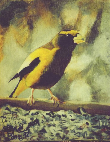 evening grosbeak