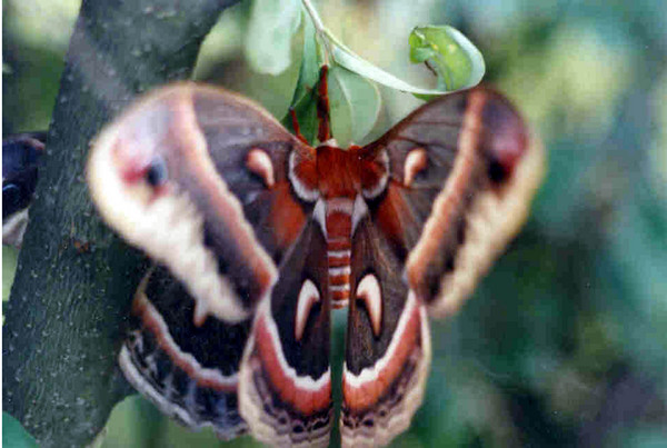 Lunar Moth 2