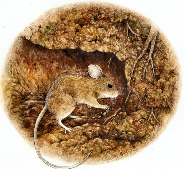Busy Woodmouse