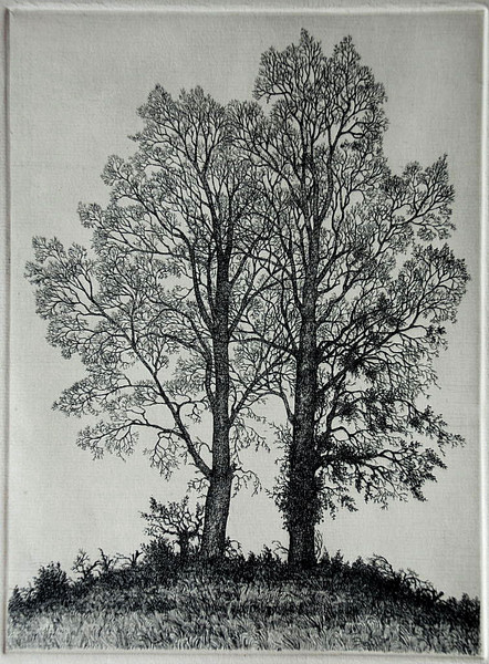 English Elms