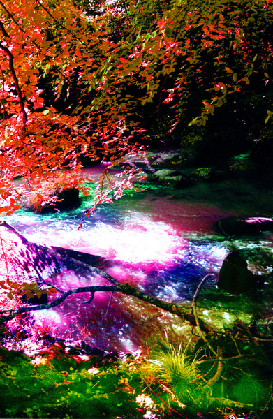 FANTASY WOODLAND STREAM