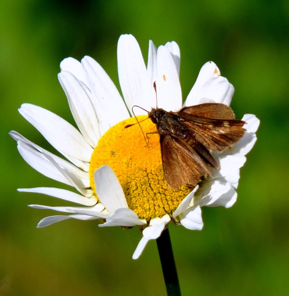 Skipper