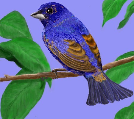 Indigo Bunting