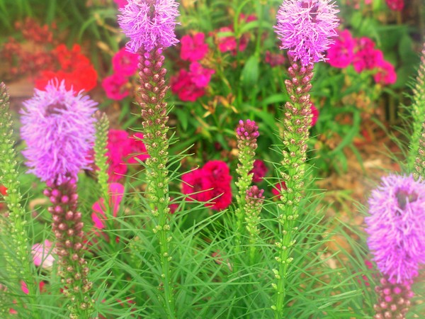 Floral #12