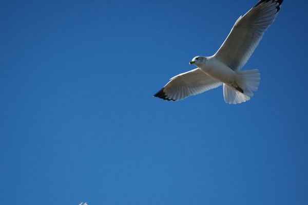 in flight