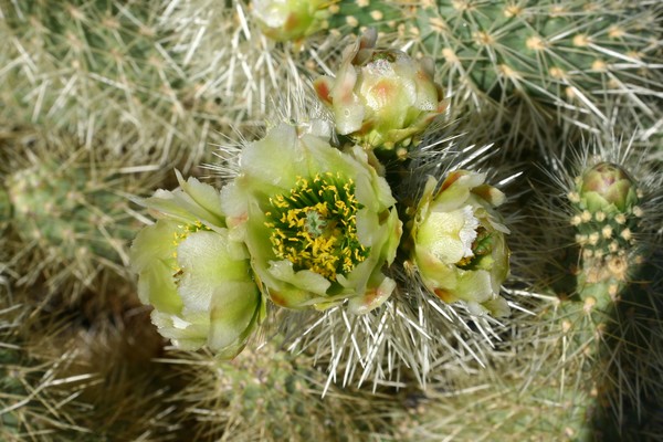 Cholla Blossom