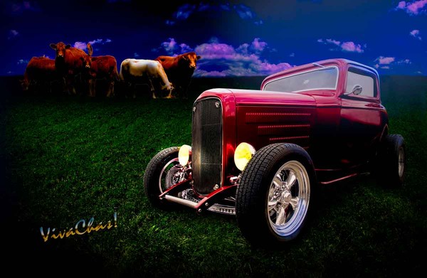 Cow Pasture Boogie 32 Coupe Grazing With The Herd