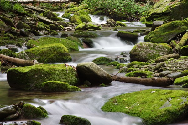 Mossy stream