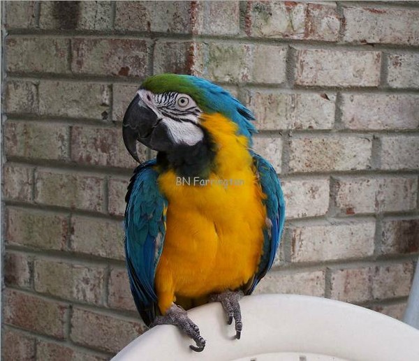 Big Bird Beautiful Colors!