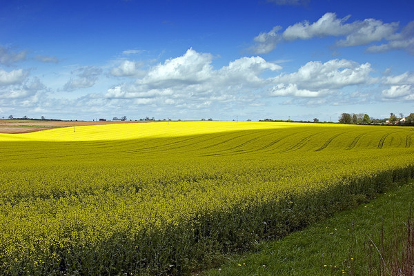 Rape_Seed_Fields_1