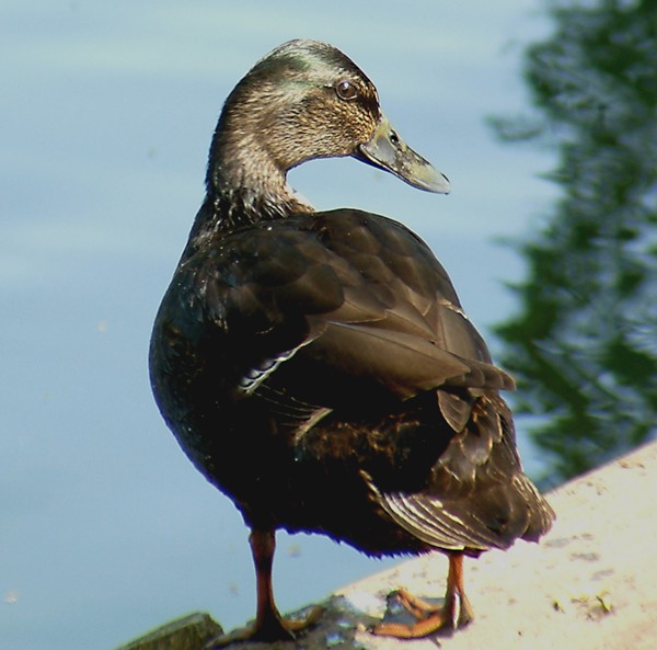 Duck (Mallard) 