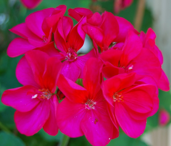 Geraninum