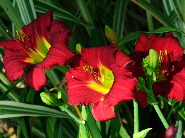 Red Beauties
