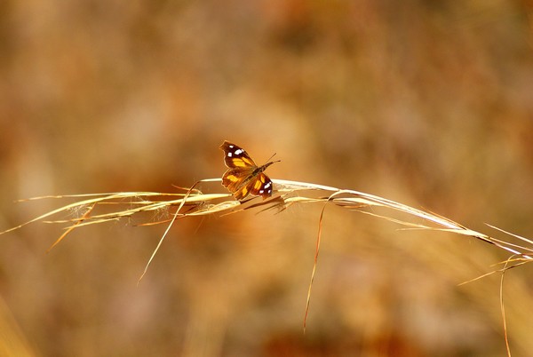 spring butterfly