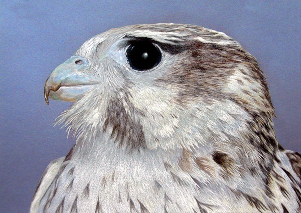 Prarie Falcon