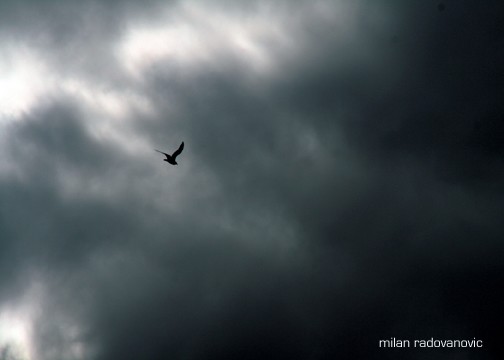 Storm