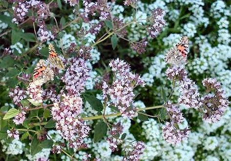 Marjoram and Butterflies