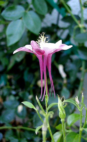 Red Columbine Fountain