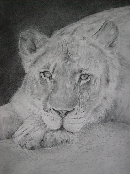 Lion in Wait