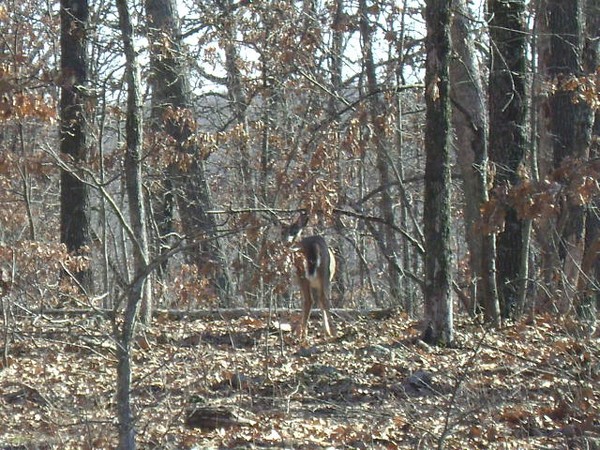 Deer at the lake