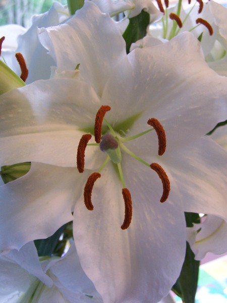 Lilly