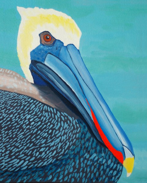 Blue Pelican