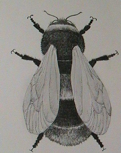 bee