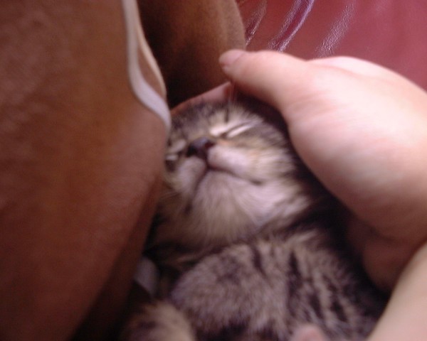 tigger yan (our kiti kat)