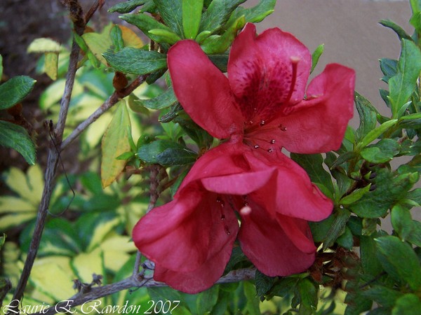 From My Moms Garden