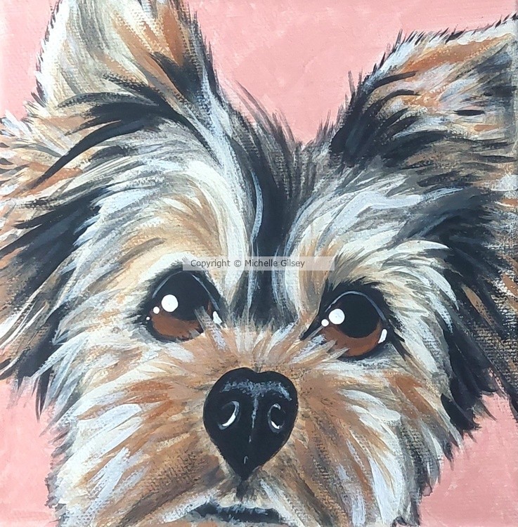 Yorkie Girl 