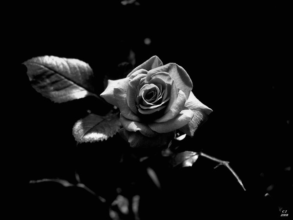 Bold in Black and White 3