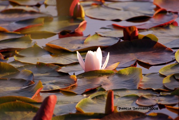 Lonely Lily