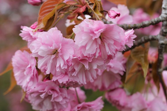 cherry blossoms