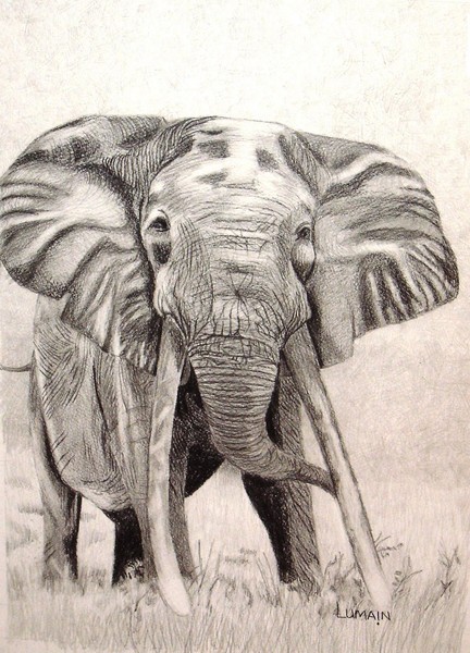 Eliphant