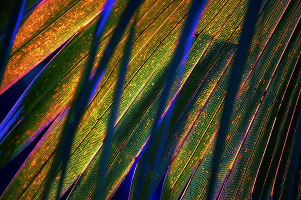 blades of light