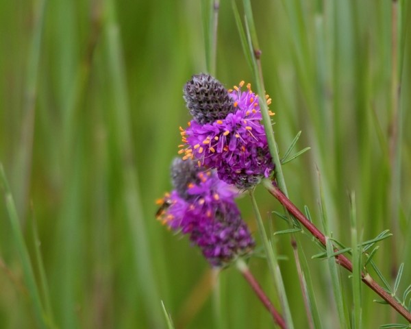 Purple Prairie Clover