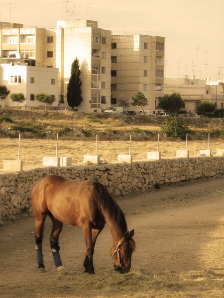 Summer Horse