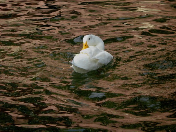 ducks sweeming