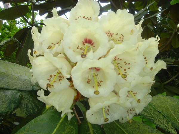 Stunning Rhodedendrum