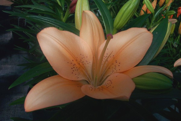 Tiger Lily